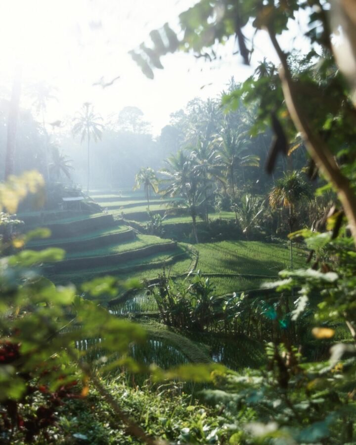 ubud-rice-terraces-morning-mist-bali Morning light over lush rice terraces in Ubud Bali with palm trees and tropical greenery shrouded in soft mist