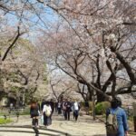 People walking under cherry blossom trees in Tokyo during spring