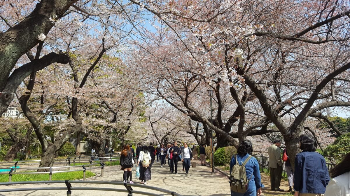 People walking under cherry blossom trees in Tokyo during spring