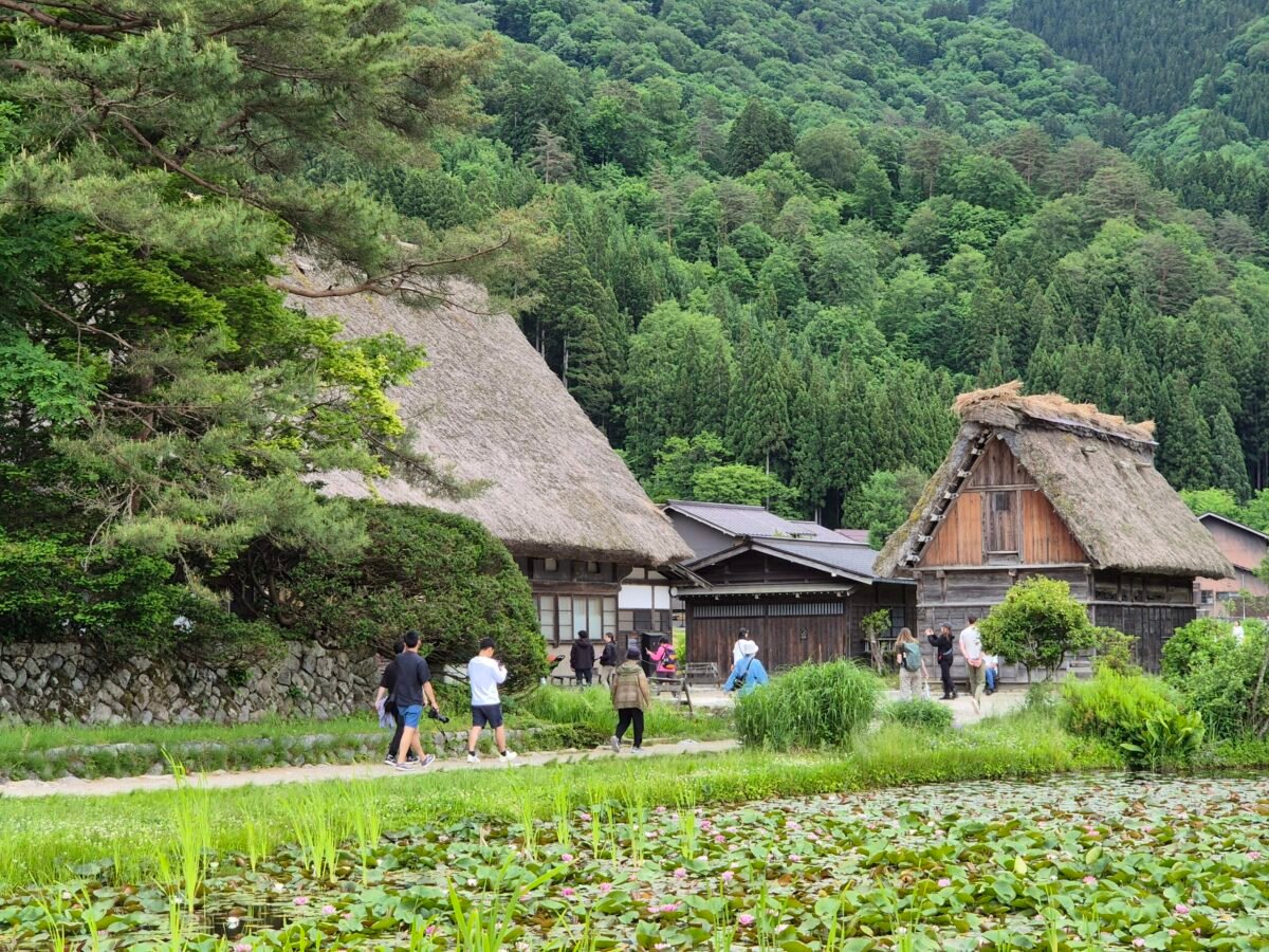 Traditional gassho-zukuri farmhouses in Shirakawa-go surrounded by lush mountains and a lotus-filled pond in Gifu Prefecture, Japan.